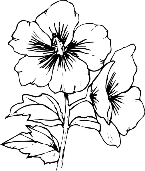beautiful floral sketch, hand drawn floral botanical illustration, black and white