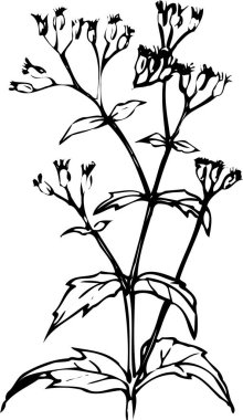 Güzel çiçek çizimi, el çizimi botanik çizimi, siyah ve beyaz.