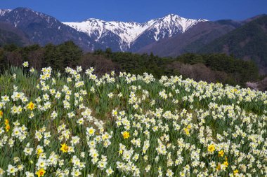 Güzel çiçekler, yakın görüş, doğa konsepti.