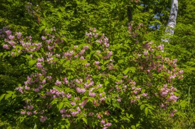 Ormanda pembe bir çiçek çalısı