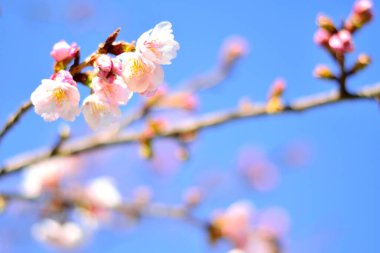 Bahçedeki güzel kiraz ağacı çiçeklerinin yakın plan görüntüsü.