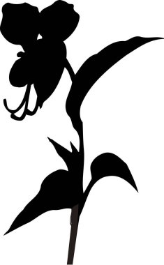 Beyaz arkaplanda izole edilmiş siyah çiçek bitkisi silueti, çiçekli botanik illüstrasyon 