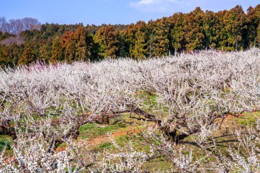 Japonya 'da çiçek açan ağaçlar, gündüz manzarası.