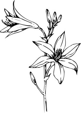 güzel çiçek açan bitki, yaz çiçeği tasarımı, el çizimi botanik çizimi, siyah ve beyaz