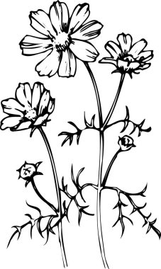 Güzel çiçek çizimi, el çizimi botanik çizimi, siyah ve beyaz.