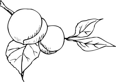 Şeftali simgesi çizimi siyah siluet çizimi