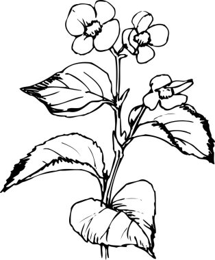 Güzel çiçek tasarımı, el çizimi, botanik çizimi, siyah ve beyaz.