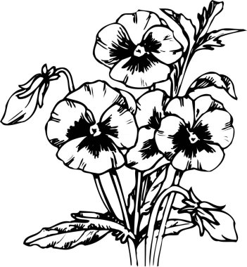 Güzel çiçek çizimi, el çizimi botanik çizimi, siyah ve beyaz.