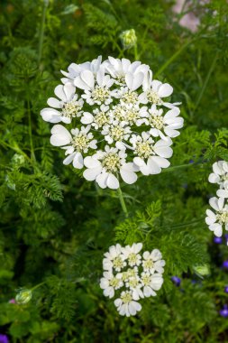 Bahçede beyaz çiçekler