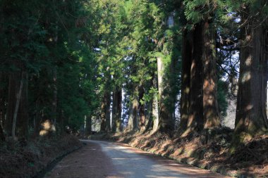 Ormandaki ağaçları ve patikaları olan güzel bir manzara.       