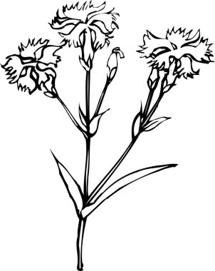 Güzel çiçek tasarımı, el çizimi, botanik çizimi, siyah ve beyaz.