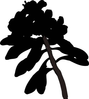 Siyah Çiçek Silueti Beyaz arka planda izole edildi 