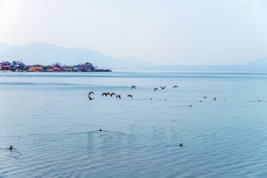 Bir ördek sürüsü Büyük bir gölün üzerinde alçaktan uçuyor, Uzak Dağlarla Sakin bir göl
