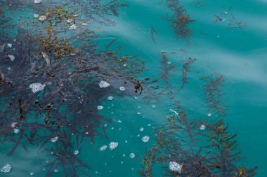 Deniz altı manzarası, doğa manzarası