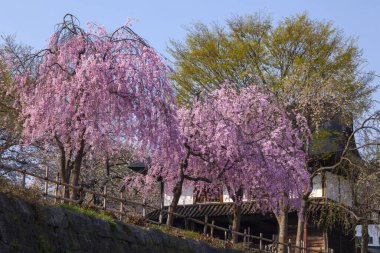 Japonya 'da pembe kiraz çiçeklerinin güzel manzarası