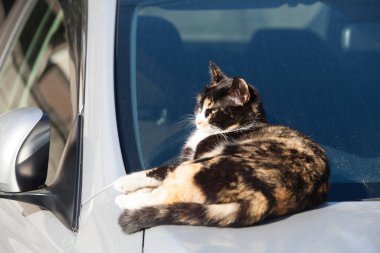  Güneşli bir günde arabada yatan sevimli komik kedi.