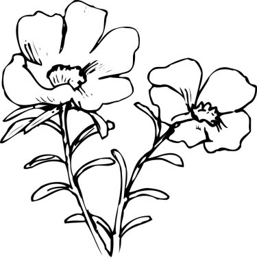 Güzel çiçek tasarımı, el çizimi, botanik çizimi, siyah ve beyaz.