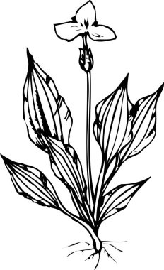 güzel çiçek açan bitki, yaz çiçeği tasarımı, el çizimi botanik çizimi, siyah ve beyaz