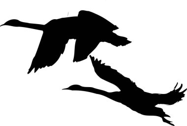 Beyaz arkaplanda bir kuşun silüeti.