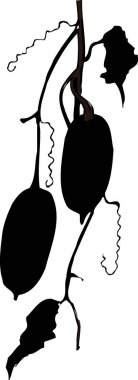 Dalları bukleli asılmış su kabaklarının silueti