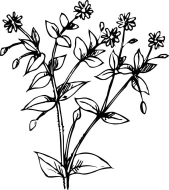 Güzel çiçek açan bitki, çiçek dizaynı, el çizimi botanik çizimi, siyah ve beyaz