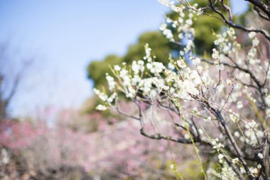 Bahçedeki ağaçtaki güzel bahar çiçeklerinin yakın çekimi.          