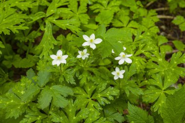 Bahçede büyüyen bir grup beyaz çiçek.