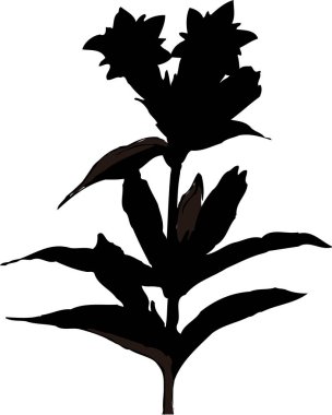 Beyaz arkaplanda izole edilmiş siyah çiçek silueti, çiçekli botanik illüstrasyon 