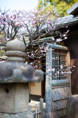 Çiçek açan ağacı ve geleneksel evin yanındaki eski taş feneri olan güzel Japon bahçesi.