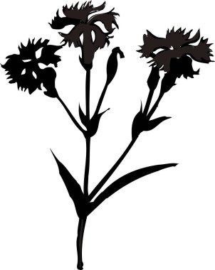 Beyaz arkaplanda izole edilmiş siyah çiçek silueti, çiçekli botanik illüstrasyon 