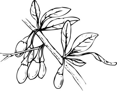 Bir ağaç simgesinin dalı siyah siluet illüstrasyonunu özetliyor