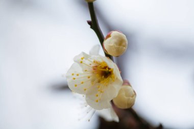 Bahçedeki ağaçtaki güzel bahar çiçeklerinin yakın çekimi.          