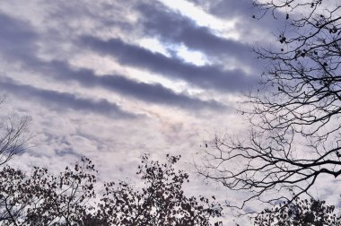 Bulutlu gökyüzüne karşı ağaç dalları 