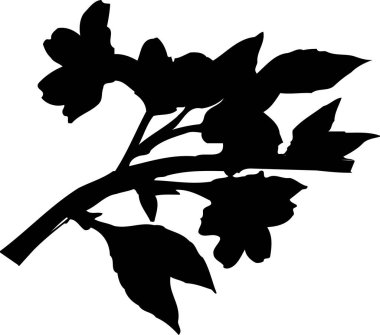 Beyaz arkaplanda izole edilmiş siyah çiçek silueti, çiçekli botanik illüstrasyon 