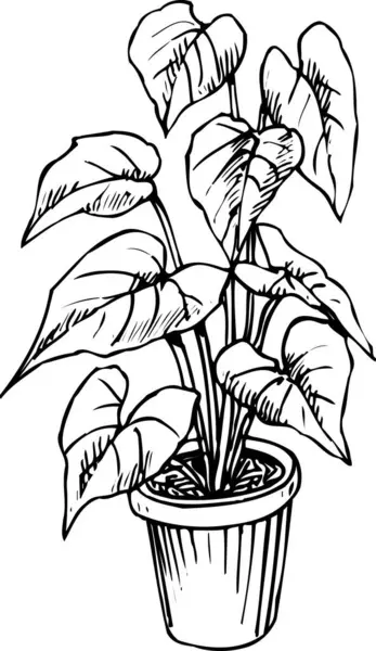 Кімнатна Рослина Горщику Квіткова Ботанічна Ілюстрація Чорно Біла — стокове фото