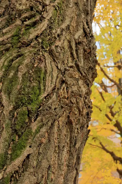 Tronco Árvore Grande Floresta Outono Com Folhas Amarelas — Fotografia de Stock