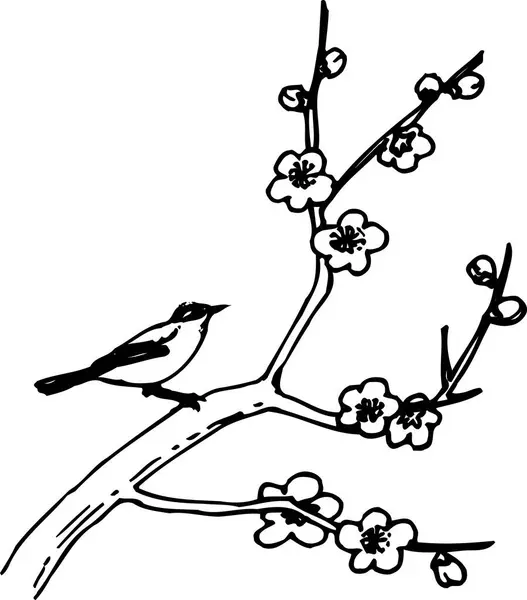Kuş Siyah Beyaz Arka Planlı Kiraz Çiçeği Dalının Gösterimi — Stok fotoğraf