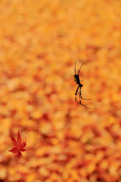 Spin Tegen Achtergrond Van Kleurrijke Herfstbladeren — Stockfoto