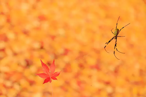 Spin Tegen Achtergrond Van Kleurrijke Herfstbladeren — Stockfoto