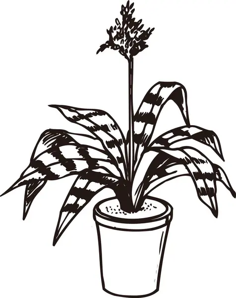 Красивый Цветочный Дизайн Ручная Работа Цветочная Ботаническая Иллюстрация Черно Белый — стоковое фото