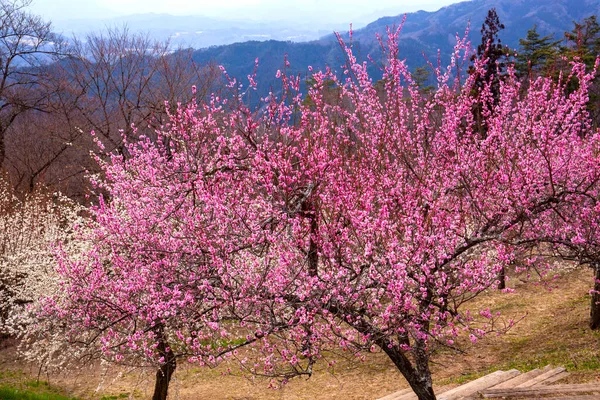 Flowering trees in Japan, daytime view