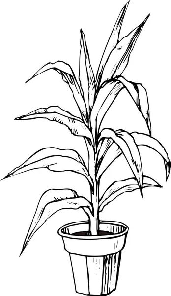 Houseplant Potten Blomster Botanisk Illustrasjon Svart Hvit – stockfoto