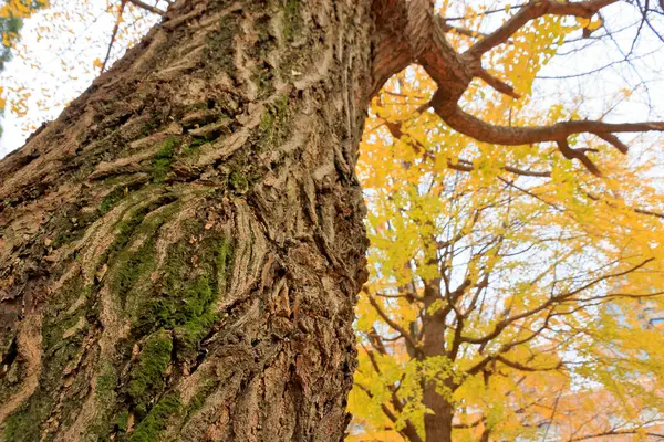 Tronco Árvore Grande Floresta Outono Com Folhas Amarelas — Fotografia de Stock