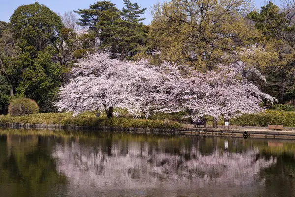 Japonya 'da kiraz çiçeği