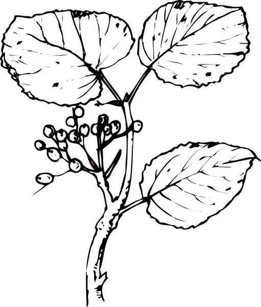 böğürtlenlerin siyah beyaz çizimi