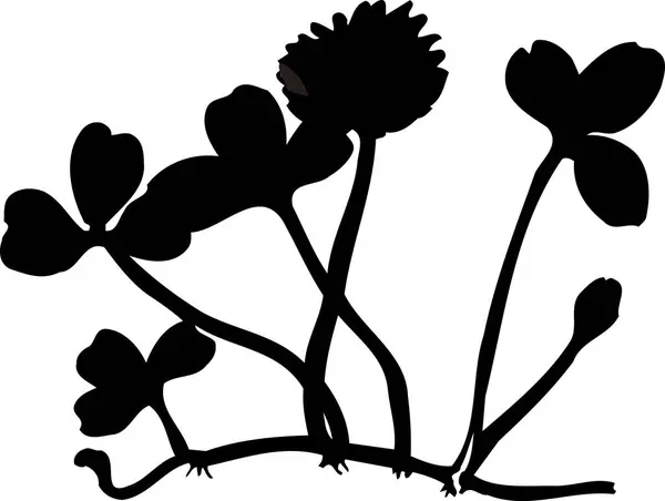 Zwarte Bloemen Silhouet Geïsoleerd Witte Achtergrond — Stockfoto