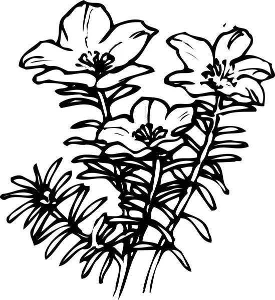 美しい花のスケッチ 手描きの花の植物図 黒と白 — ストック写真