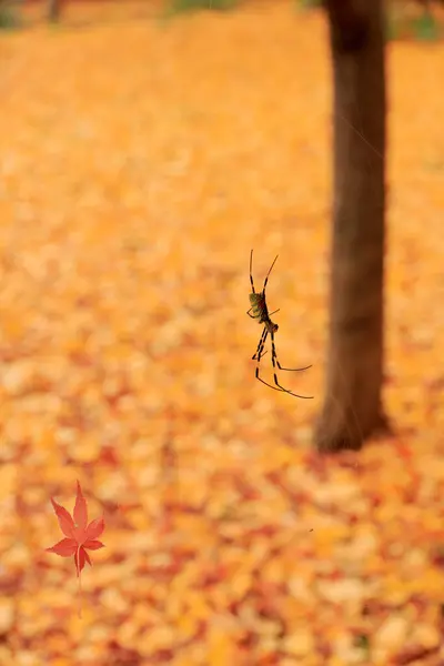 Örümcek Renkli Sonbahar Yapraklarının Arka Planında — Stok fotoğraf