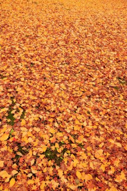 Sonbahar yaprakları, sonbahar çiçekleri. 