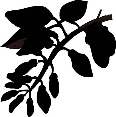 beyaz arkaplanda üç dallı siyah siluet